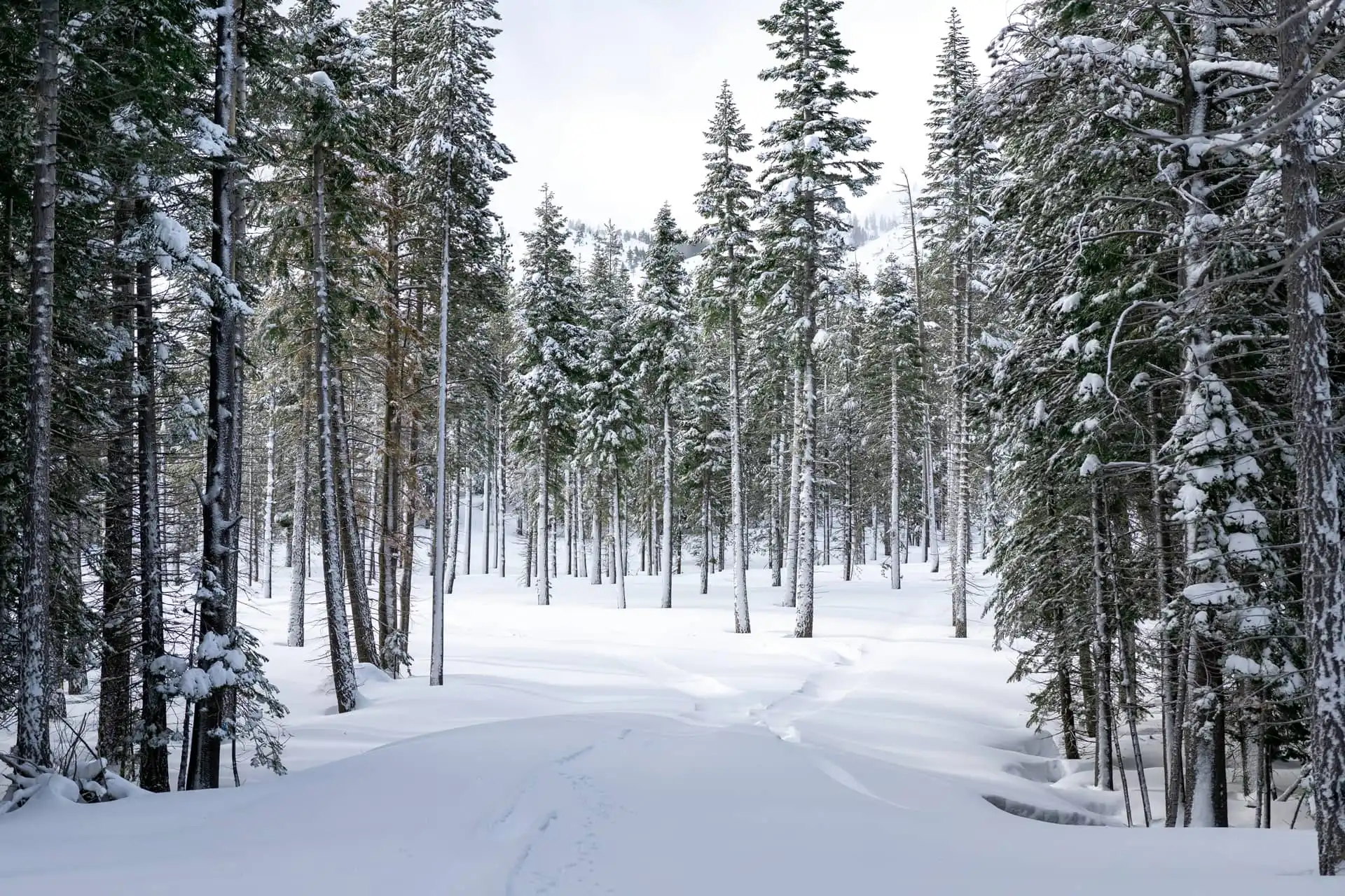 Winter Forest