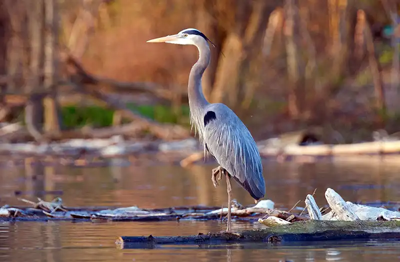 Heron